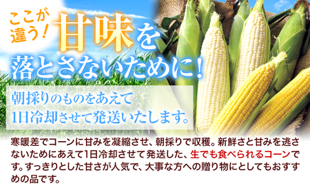【2026年出荷】 北海道名寄産ホワイトコーン＆スイートコーンイエロー食べ比べセット L～2Lサイズ各10本計20本《2026年8月中旬-9月中旬頃出荷予定》