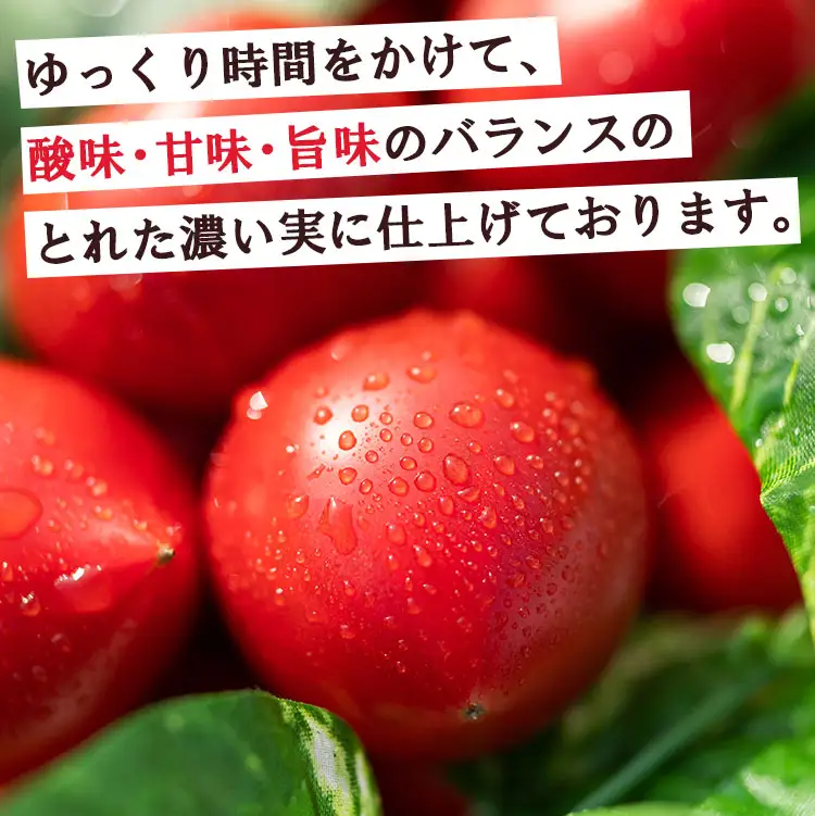 【先行受付】野菜ソムリエが育てた 家庭用 フルーツトマト 合計3kg(500g×6袋) 甘い 高知 うしの恵 小分け - 野菜 とまと 産地直送 料理 アレンジ サラダ 完熟 甘い あまい フレッシュ さっぱり 酸味 うしの恵 小分け おいしい 国産 高知県 香南市 mj-0030