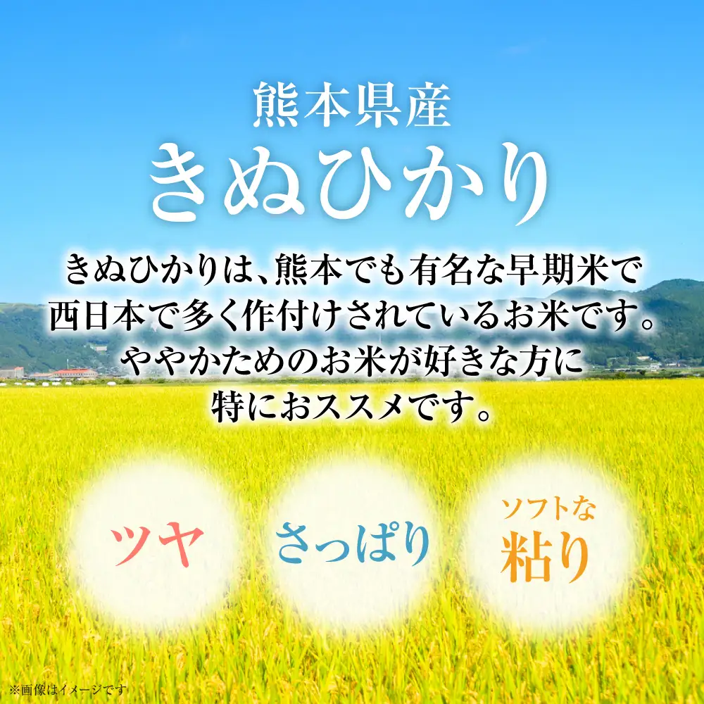 精米 【先行予約】 《令和8年産》 熊本県産 きぬひかり 10kg (5kg×2袋) 【2026年9月上旬より順次発送】 精米