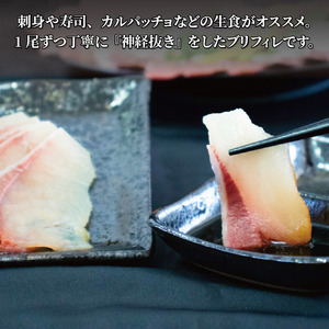 【2026年8月から発送】活じめ！神経抜き！（新物）ぶりフィレ半身1枚 | 鮮魚 刺身 お刺身 お刺し身 魚介 海の幸 冷蔵 ブリ 鰤 ぶり 愛媛県 松山市【KHN0051】