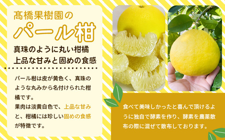先行予約 宇城市産 パール柑 化粧箱入り 3kg (5〜9玉前後)【2027年1月下旬〜4月下旬頃順次発送予定】高橋果樹園