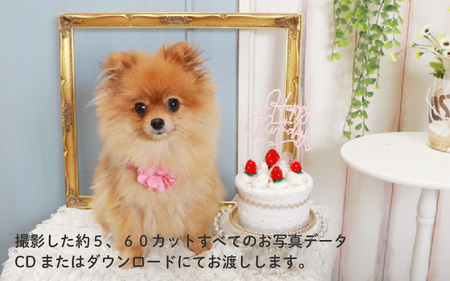 【ペット撮影】わんこ＊ぷらネットデータパック撮影