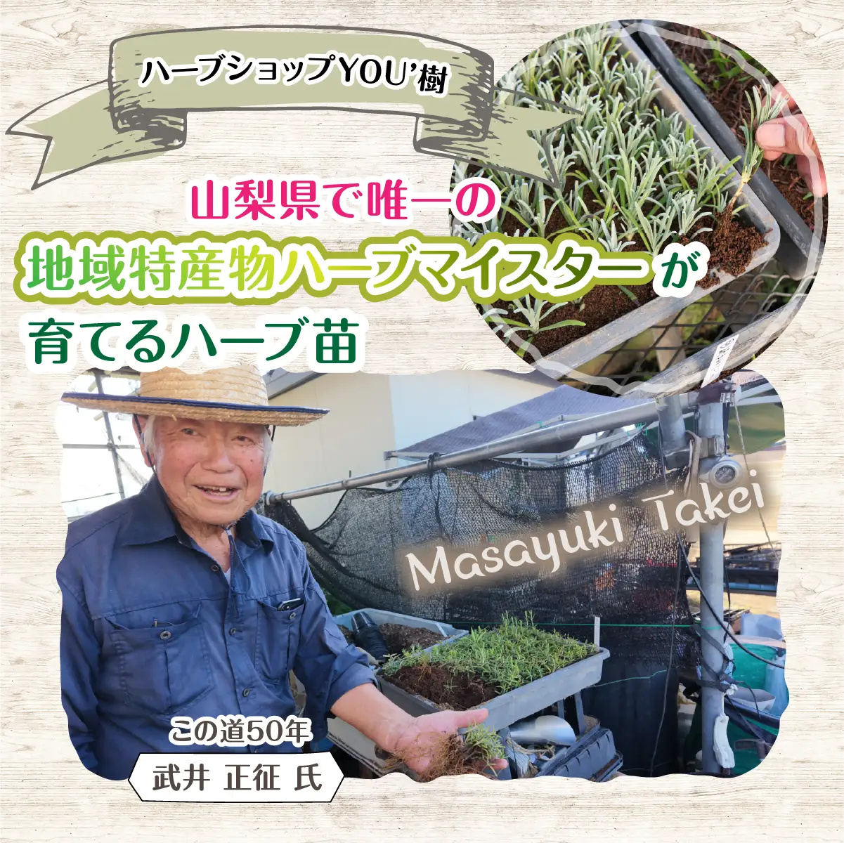 【ハーブショップYOU'樹】【おまかせセット】『ハーブとの出会いから約50年。山梨県唯一の「地域特産物ハーブマイスター」が育てるハーブ苗』ローズマリーの苗 4号鉢 5品種セット SWBE006