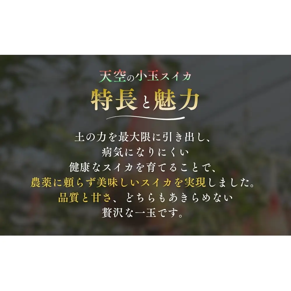 【予約受付中・7月下旬以降順次発送】 天空のスイカ 【数量限定】 すいか 西瓜 小玉スイカ 栽培期間中農薬不使用　鳴門　 甘い 小玉 果物  フルーツ ギフト 人気商品  敬老の日 　スイカ