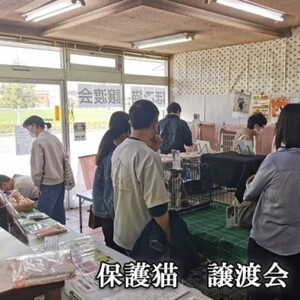 ペット さくらねこ アルダー製 陶器 フードボウル スタンド 1皿×2台 