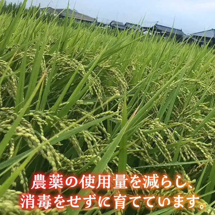 【先行予約】新米 津田くん農園の夢つくし 10kg [VDG002] 米 白米 お米 ご飯