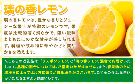 レモン 訳あり 3kg 株式会社まるせい農園