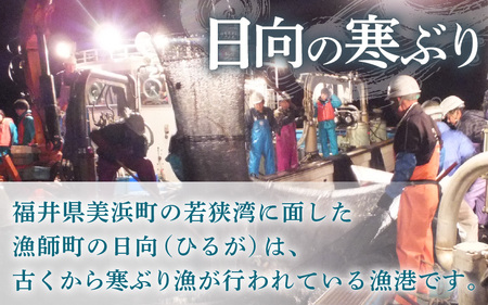  【先行予約】天然 寒ぶり 1本 (約8～9kg) 寒鰤 (三枚おろし)【2026年12月中旬以降順次発送予定】 [m36-l004_03]