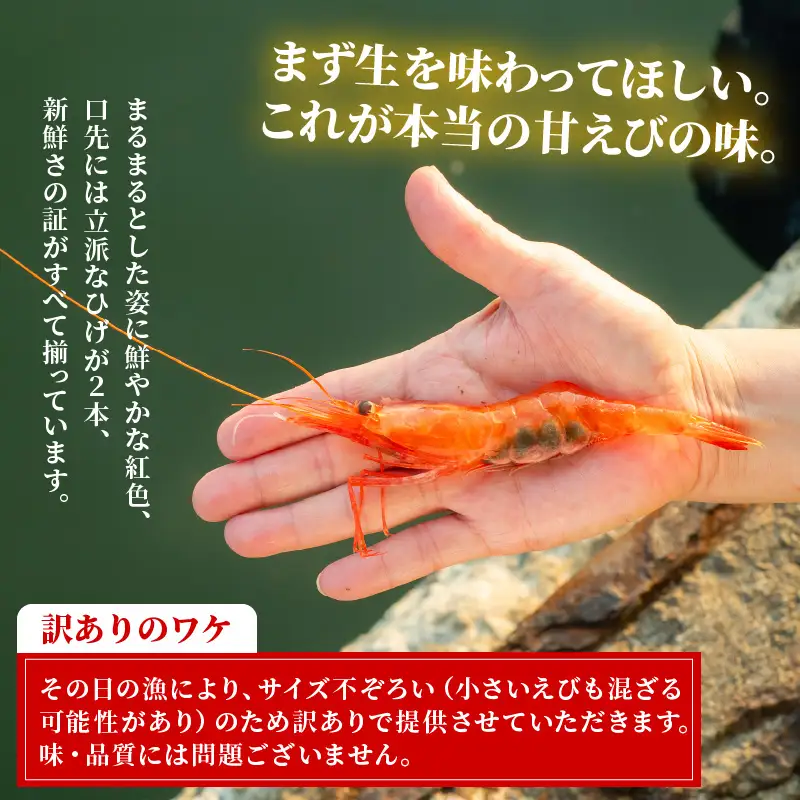 【簡易包装】【訳あり】 ふくい甘えび（真空冷凍）300g × 2パック 計600g 無添加・無着色 アマエビ えび 海老 [A-13517]