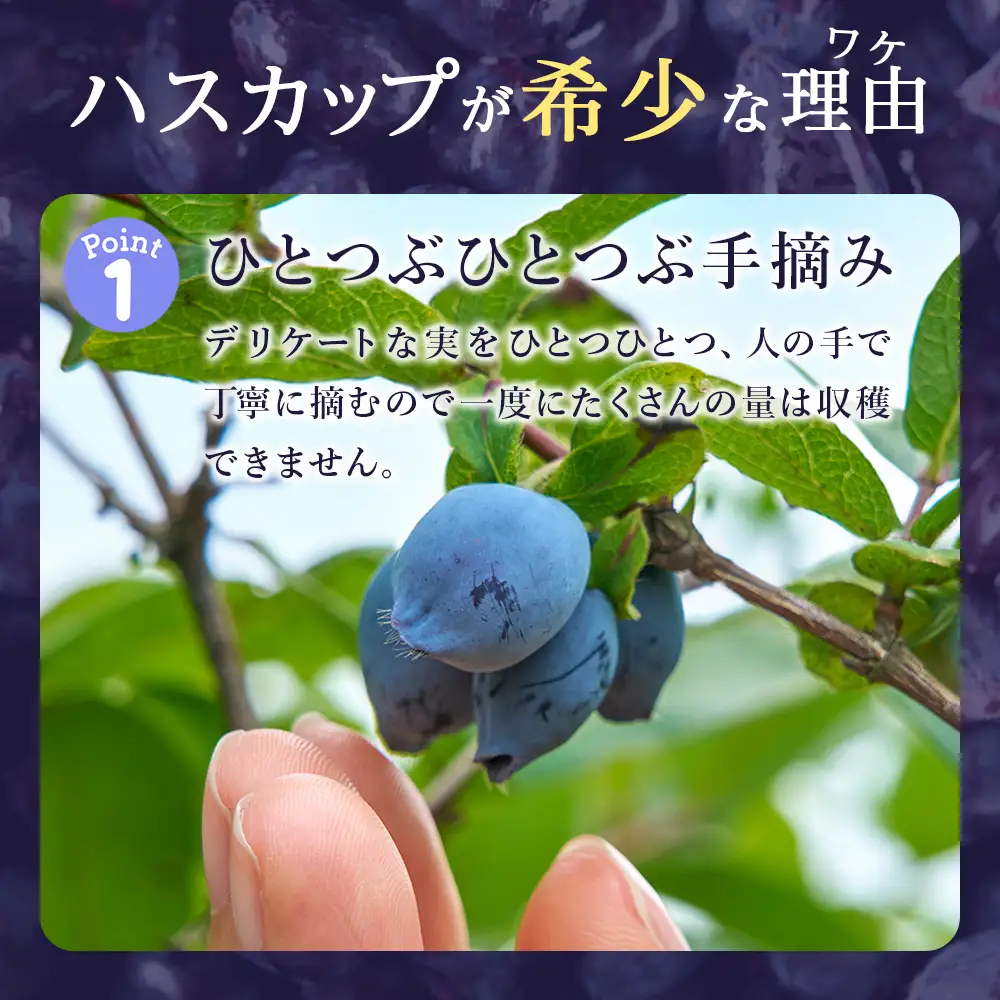 【数量限定】【7月20日まで受付】ハスカップジュエリー・ヌーボー 6個入 1箱《北海道千歳市 もりもと》