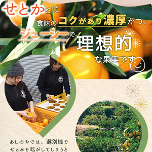 【2027年先行予約】湯浅町産せとか11～15玉（M～2Lサイズ混合）化粧箱入り秀品【まごころ手選別】_ZE6401n