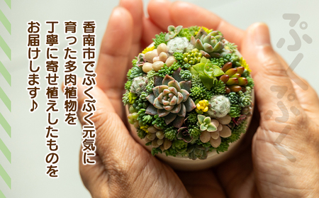 多肉植物 寄せ植え 多肉植物 pk-0004