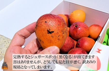 ≪今が旬！≫訳あり！ピンポン玉サイズの【家庭用】徳之島産完熟ミニマンゴー1.5kg（約20玉）( ミニマンゴー マンゴー フルーツ わけあり 訳あり 訳有 果物 完熟 無加温 徳之島 世界自然遺産 美味しい とろける 旬 贅沢 糖度 南の島 )