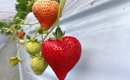 いちご 朝倉市産 あまおう 4L以上 16玉～20玉×2箱 いちご イチゴ