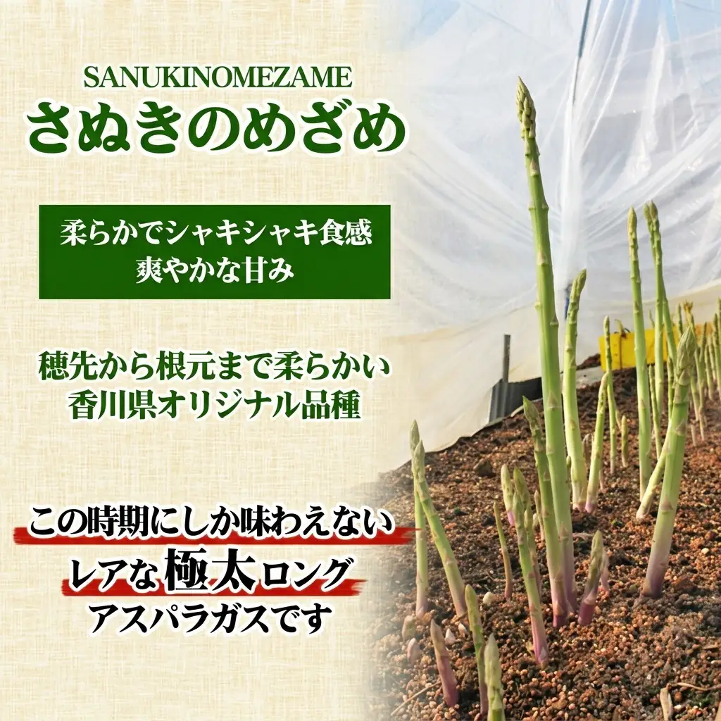 アスパラ さぬきのめざめ 極太ロング 香川県産 アスパラ【50cm 5本】 【46311379】