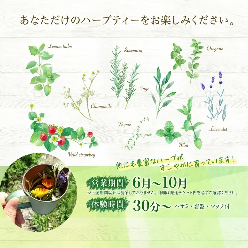ハーブティー作り体験 摘みたて ハーバルランチ ハーブティー作り体験【2枚】
