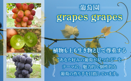種あり巨峰 約2kg（5～6房）【葡萄園グレープスグレープス】※2026年9月上旬以降お届け予定
