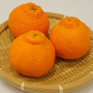 ハウス不知火（デコポン） 2.7kg【予約受付中！令和9年1月上旬頃より発送！】【A-115】