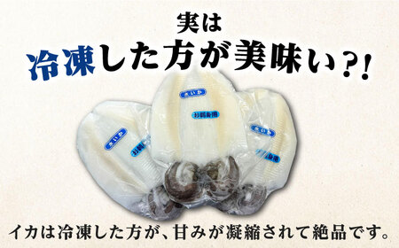 イカの王様！ アオリイカ 刺身用 約1kg（2ー3枚入）  高級 肉厚 水いか 新鮮 海鮮 冷凍配送  [WCS004]
