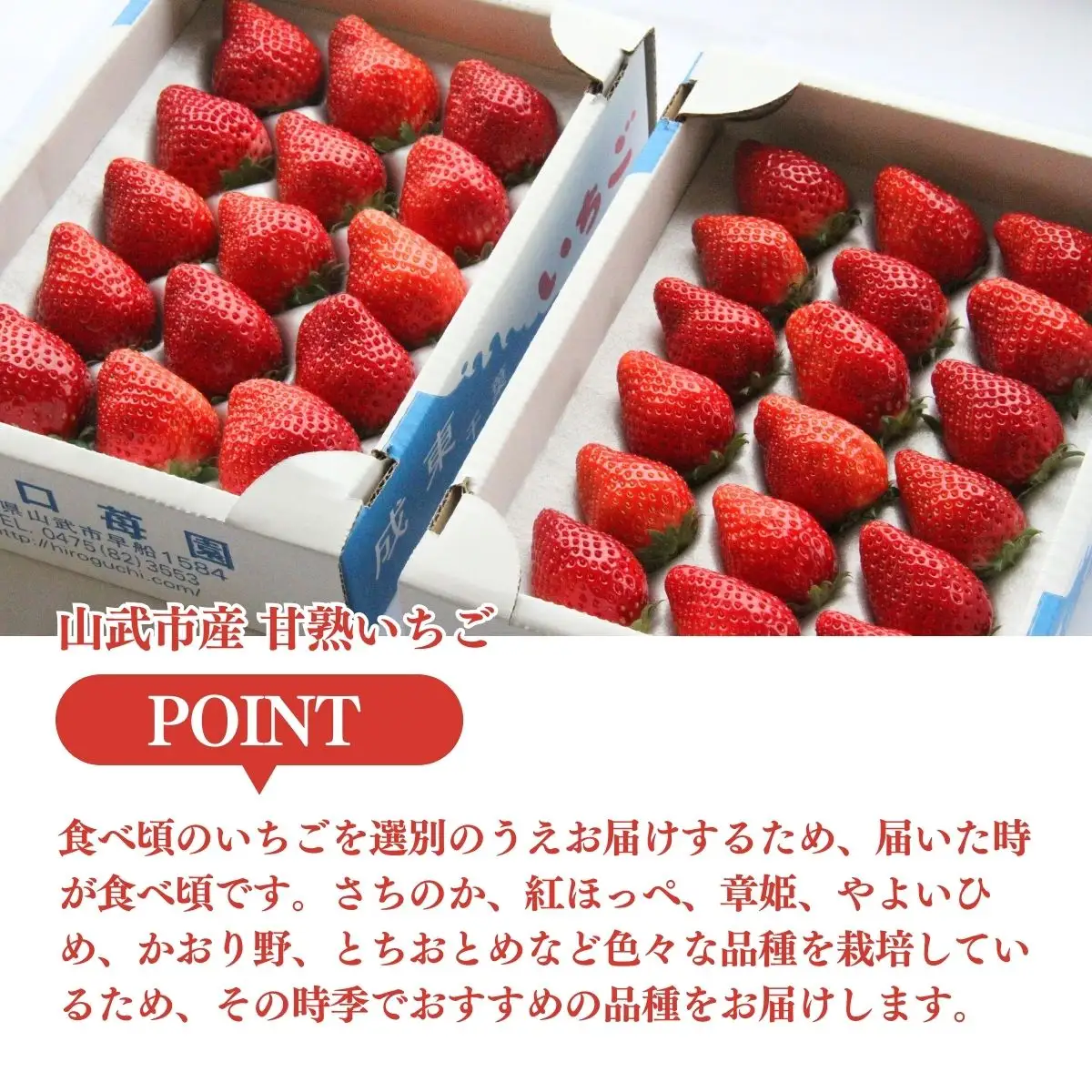 【先行予約】【1月から発送】山武市産 甘熟いちご 800g以上 おすすめの品種をお届け ／ふるさと納税 いちご イチゴ 苺 果物 くだもの フルーツ 旬のくだもの 季節のフルーツ 千葉県 山武市 SMB001