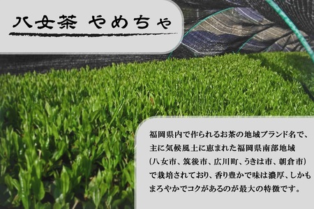 CE-070_【八女茶】原田茶園 煎茶　華　２袋（１００ｇ×２）