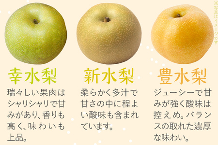 梨 【先行予約】数量限定 松木果樹園の旬の梨 約3kg  ≪7月下旬～9月上旬に順次出荷予定≫ 幸水 新水 豊水 農家直送 樹上完熟 フルーツ 果物 ギフト 福岡