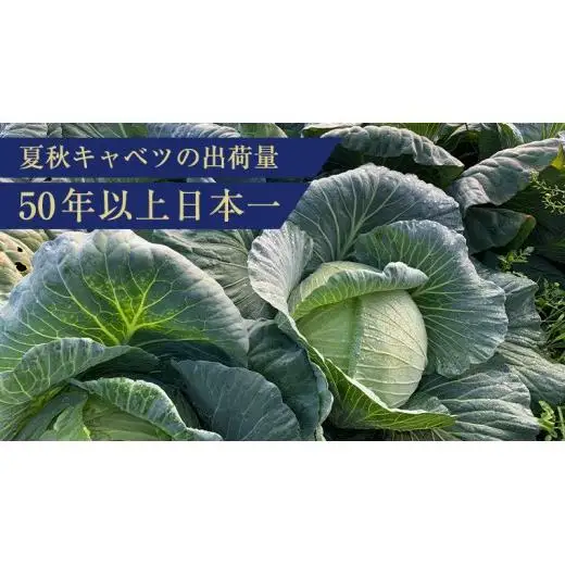 ＜レビューキャンペーン開催中＞ 【7月中旬発送開始】 嬬恋キャベツ 嬬恋産 高原 キャベツ 6玉 1ケース Lサイズ 先行予約 2026年発送 [AS007tu]