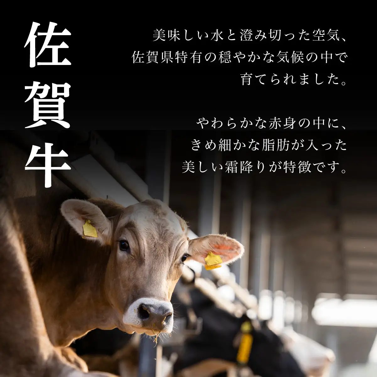 佐賀牛ヒレステーキ 800g (200g×4パック)