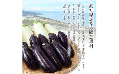 食べ比べ！白と黒のナスセット 黒ナス8本 白ナス4本 