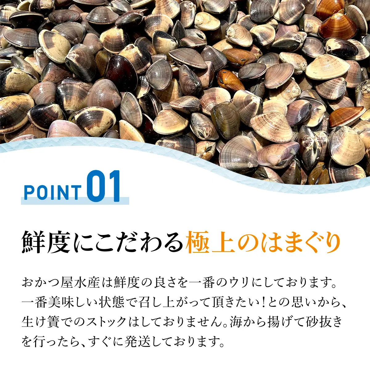 【千葉県ブランド認定】天然特大活はまぐり《3㎏》ギフトBOX付き／ふるさと納税 はまぐり ハマグリ 蛤 貝類 魚介 海鮮 お吸い物 パスタ パエリア お歳暮 贈答 お祝い 千葉県 山武市 SMBO006