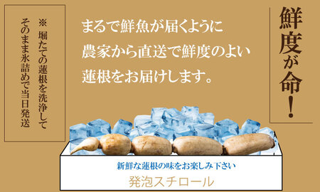 【先行予約】まるごと一本！氷詰めレンコン（1.5～2kg） 蓮根 レンコン 潮風F B140-001