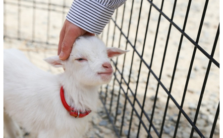 白鳥動物園（一家族5名様まで）チケット 入場券 優待券 
