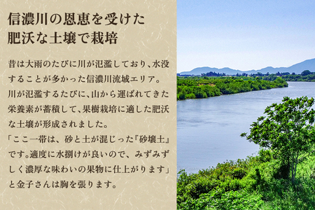 【2024年】【贈答用】和梨 豊水 3kg（6?10玉）《9月上旬から順次発送》 果物 なし 梨 フルーツ 新鮮 新潟のフルーツ産地 加茂市 まるさん金子果樹園 梨