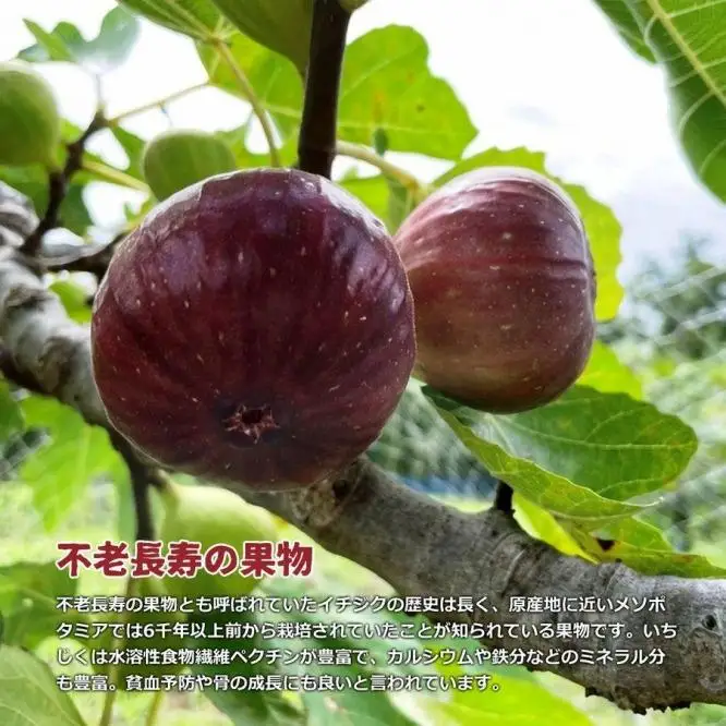 和歌山産 いちじく 秀品 約1.2kg(400g×3パック)