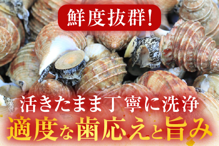 【北海道根室産】生食用灯台つぶ(ボイル済)250g×2P(計500g) G-14040
