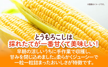 朝採り とうもろこし 10本 野菜 甘い とうもろこし 新鮮  /愛たい菜[AGAP014]