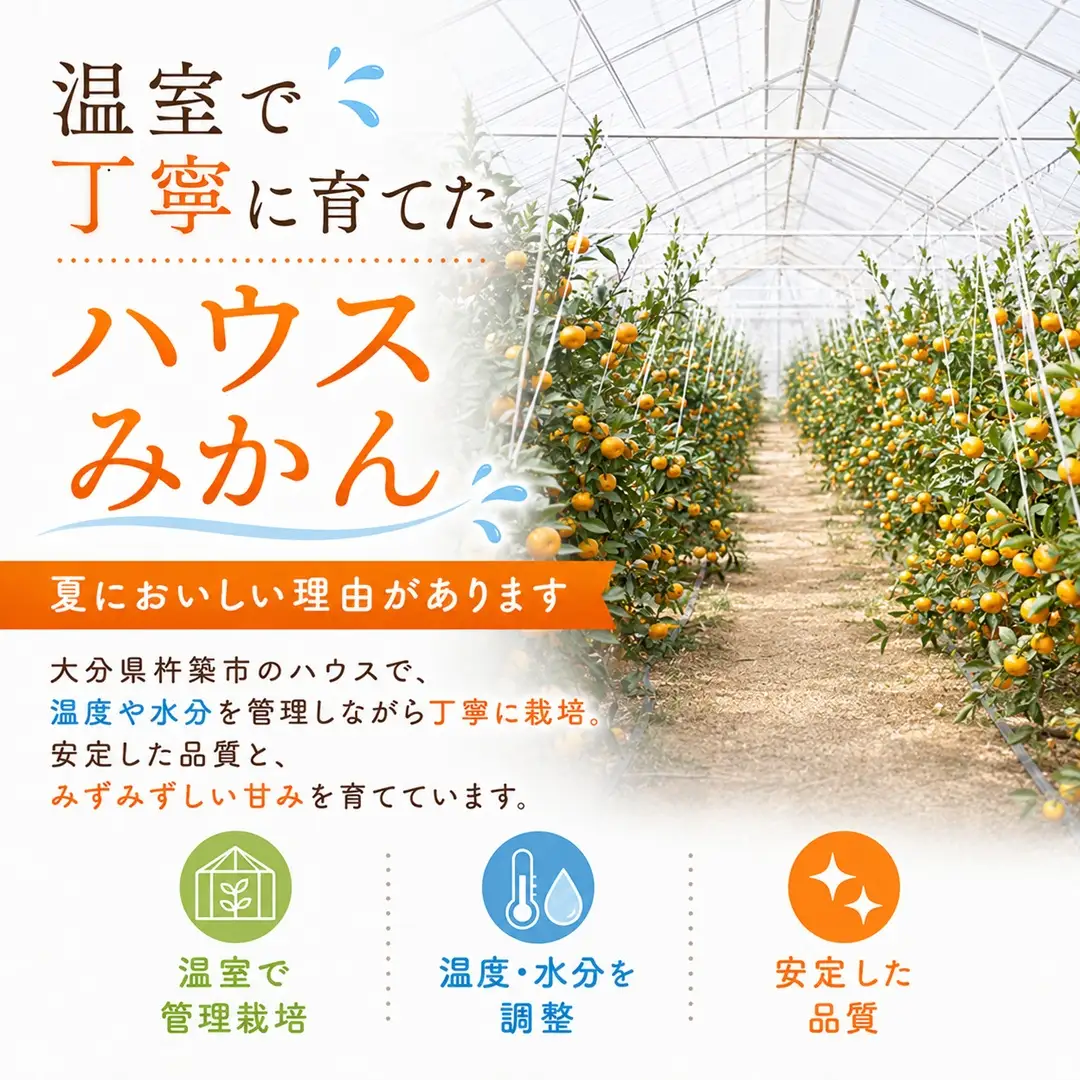 ハウスみかん (訳あり) 約2.5kg【オレンジ農園】 夏 果物 フルーツ 数量限定 期間限定 九州 大分県 ＜114-001＞