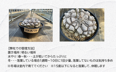 Dioscorea Mexicana メキシコ亀甲竜 （個体番号MKR-16） 長与町/アグリューム[EAI141] 観葉植物 植物 観葉植物 植物