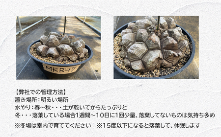 Dioscorea Mexicana メキシコ亀甲竜 （個体番号MKR-17） 長与町/アグリューム[EAI142] 観葉植物 植物 観葉植物 植物