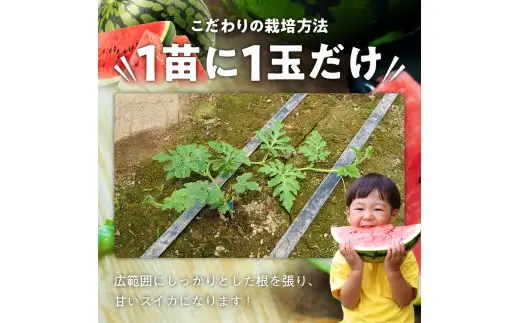 スイカ1玉(約10㎏級) N0195-YA3331