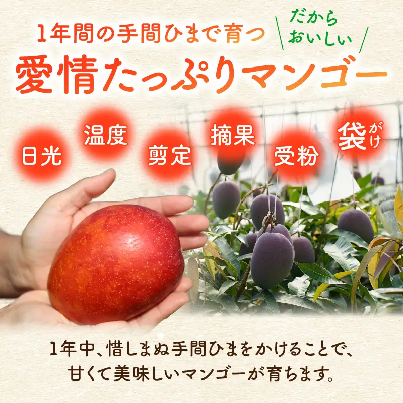 【 2027年先行予約 】ファーム白川の完熟マンゴー1kg C032-002 マンゴー 完熟マンゴー