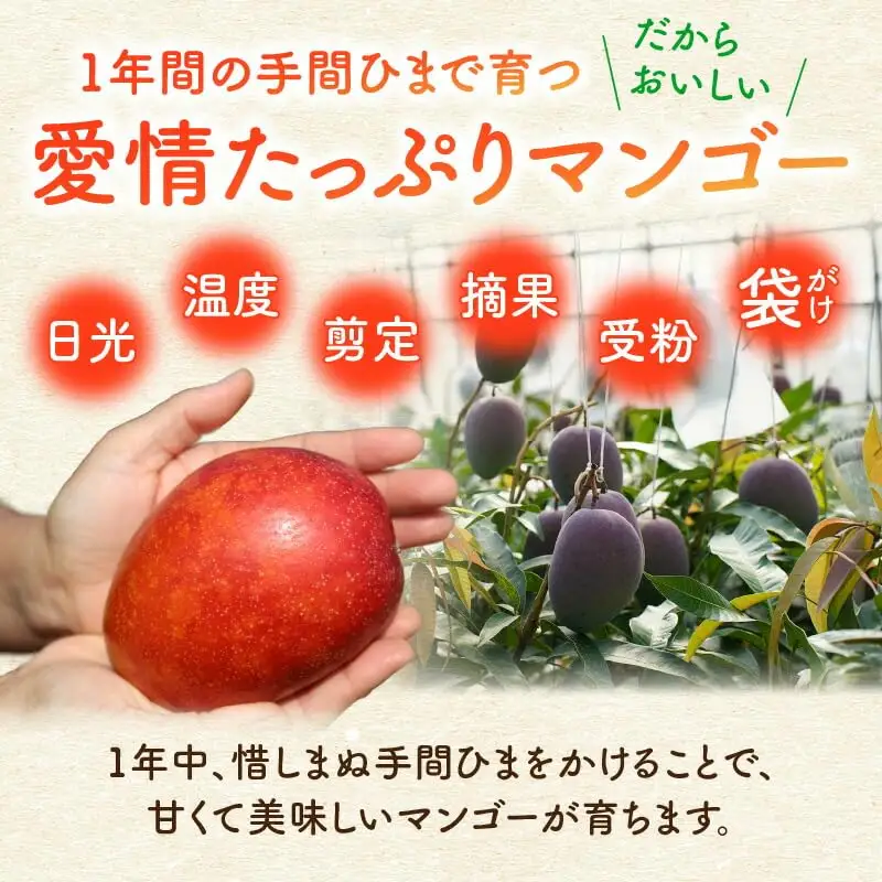 【 2027年先行予約 】ファーム白川の完熟マンゴー2kg C032-003 マンゴー 完熟マンゴー