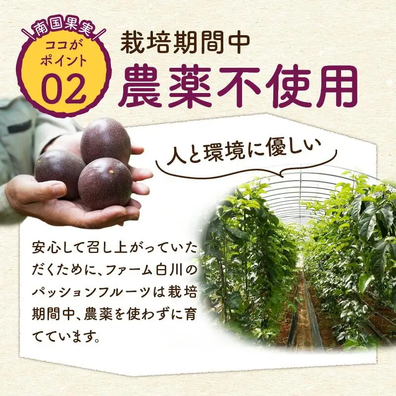 【2027年先行予約】紫の宝石！ファーム白川のパッションフルーツ 12個 C032-004 果物 フルーツ