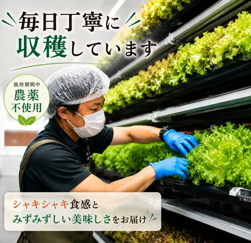 【朝採れ発送】ごちそうレタス 3種食べ比べセット（8袋・栽培期間中農薬不使用）