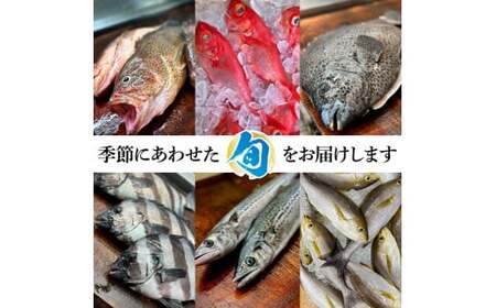 土佐のお刺身盛り合わせ 3～4人前程度 朝獲れ 海鮮【お刺身盛り合わせ】