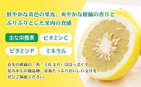 【先行予約】【訳あり】土佐文旦 加工用（M?5L混合）約10kg〈2027年2月中旬?発送〉/ 文旦 10キロ 約16?30玉 ぶんたん ブンタン 柑橘 果物 フルーツ【株式会社とさもん】 [BQAE034]