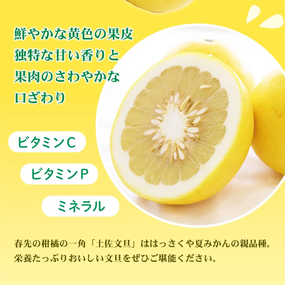 【先行予約】【訳あり】土佐文旦 加工用（M〜5L混合）約5kg〈2027年2月中旬〜発送〉/ 文旦 5キロ 約8〜15玉 ぶんたん ブンタン 柑橘 果物 フルーツ お取り寄せ【株式会社とさもん】 [BQAE033]