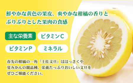 【先行予約】土佐文旦（大玉：2L~5L 混合）約3kg 〈2027年2月中旬〜発送〉/ 土佐文旦発祥の地 産地直送 家庭用 贈答用 文旦 3キロ 約4〜7玉 大玉 ぶんたん ブンタン 柑橘 果物【株式会社とさもん】 [BQAE042]