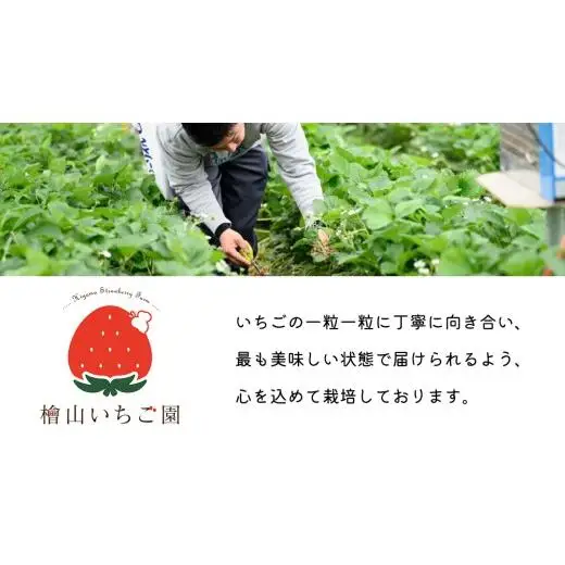 【 先行予約 】 いばらキッス ( 2パック )　特大 デラックスサイズ 【 2027年1月から発送開始 】 (常陸太田市 共通返礼品 ) 