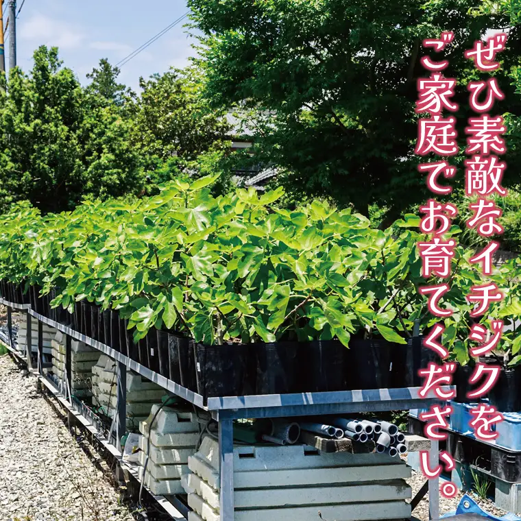 イチジク苗木　1年物【なえぎ 観葉 植物 いちじく 自宅 ポット ドーフィン 茨城県 鹿嶋市】